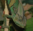 /album/chamaeleo-calyptratus/samec-jemensky2-jpg/